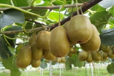 키위·무농약감귤 친환경농산물,전자상거래 판매…제주귀농1세대