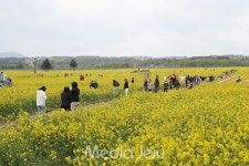 꽃길만 가시리 2018 제주유채꽃축제 개막