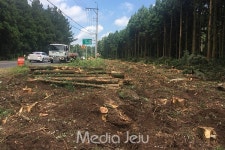 제주도 비자림로 확장, 환경영향평가 대상 아니다