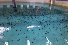 제주도 해양수산연구원, 제주 향토어종 종자 대량생산