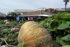 너무 고마워요. 다음엔 지붕 페인트도 칠해줘요