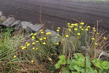 제주시, 생태계 교란종 개민들레 퇴치 사업 추진