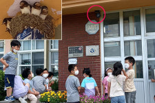 [사진] 수원초등학교 중앙현관에 둥지를 튼 제비가족
