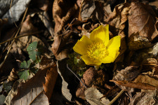 눈밭에서 피어난 세복수초, 희망의 씨앗이 되길