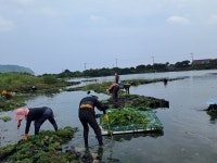 오조리 마을회, 식산봉 내수면 파래 제거 구슬 땀