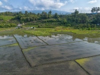 모내기 끝난 하논 분화구, 평화로운 새들의 비행
