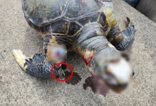 푸른바다거북 사체 발견··· 좌초 사례 지속 해결책 없나