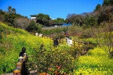 [포토] 노란 유채꽃 물결로 장관 이룬 중문관광단지 일대