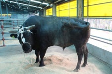 말들만 뛰어 놀았던  마방목지에 제주흑우도 첫 방목