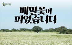 메밀꽃 활짝! 와흘리 농촌체험휴양마을로 오세요