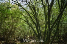 제주의 꽃과 나무, 숲을 배우세요 ... 곶자왈사람들 프로그램 마련