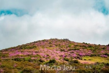 [포토] 제주 한라산 분홍빛 화원 ... 구름 아래 만개한 산철쭉