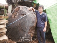 금성목재(1종) | 일본 히노끼로 만든 품질 A급 루바-비규격 주문재 생산으로 고객 만족