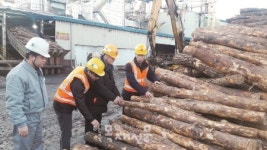 인천시, 소나무 유통 질서 위한 특별단속 실시