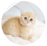 고양이 분양샵 가필드고양이 전문 브리더가 관리하는 자묘로 높은 퀄리티를 자랑해