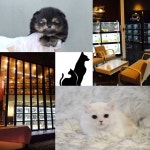 미유펫 애견샵 건강하고 안전한 고양이분양, 강아지분양을 위한 다양한 혜택 및 할인 선보여