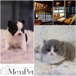 프리미엄 애견샵 미유펫, 연말 맞아 고양이분양&강아지분양 시 최대 85% 할인 시행