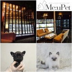 고양이분양, 강아지분양 전문 미유펫 애견샵, 늘 고객에게 만족 높은 시설과 편의를 제공해