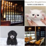 강아지분양, 고양이분양 전문 애견샵 미유펫 설날 맞이 대폭 할인 이벤트 진행