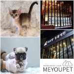 미유펫 애견샵 맞춤 상담 서비스를 통해 강아지분양 도와