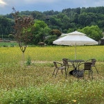 평창 봉평메밀스케치카페, 자두나무숲 음악회 성료