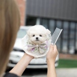 미유펫 부산본점, 새끼 강아지 분양 이벤트