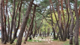 세계 최초의 식목 송림숲, 이대로 좋은가