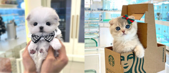 미유펫 부천점, 강아지 고양이 무료분양과 사후관리 혜택
