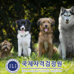 국제자격검정원, 펫(애견)시터 관련 반려동물관리사 자격증 포함 120여종 무료강의