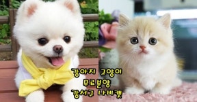 서울 강아지 무료 분양 강서구고양이 나비캣, 여름방학 맞이 특별 분양 이벤트 혜택 제공