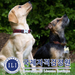 국제자격검정원, 강아지 훈련 관심자 위한 반려동물관리사 자격증 과정 무료 교육