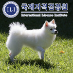 국제자격검정원, 애견·펫시터 관심자 위한 반려동물관리사 자격증 무료 강의 이벤트 진행