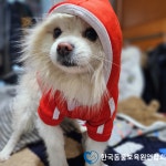 동물보육원, 파양된 강아지·고양이 위한 재활과 새 가정 찾기에 앞장