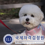 국제자격검정원, 반려동물 관심자를 위한 펫시터 자격증 무료 강의 이벤트 기획