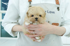 테디럽 인천, 2월 막바지 강아지·고양이 분양 비용 할인 이벤트 진행