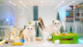 골든스웨터 캐터리 일산본점, 정보 공개형 브리딩 시스템 운영