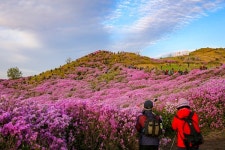 황매산 철쭉제…전국 최대 철쭉 군락지, 능선마다 진분홍 철쭉꽃이 상춘객 유혹