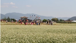 메밀꽃축제…청자빛 북천하늘, 억만송이 꽃향기