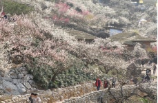 매화꽃 천국, 여기는 광양, 자연의 생명력 담긴 먹거리도 풍성