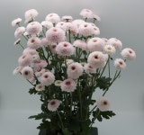 경기도 농기원, 자체 개발한 국화 신품종 본격 보급…봄에 꽃 피는 국화 감상하세요