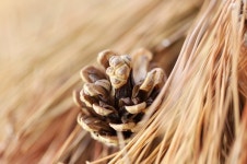 최재길의 숲길칼럼/마음의 솔밭에 서다