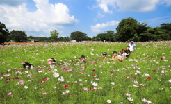 [내일 날씨] 아침 최저  21~25도, 한낮 최고 26~32도...낮부터 최대 60㎜ 소나기