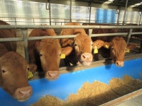 2023년 경기도 가축행복농장 71곳 인증 완료…축산동물복지