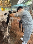 경기도 축산진흥센터, 갈샐 젖소 저지 농가 협의체 농가 대상 첫 수정란 이식 개시