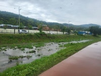 용인특례시, 신갈천·대대천 생태교란식물 제거
