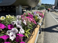 용인특례시 기흥구, 지역내 주요 교량과 도로변에 가을맞이 가을꽃길 조성