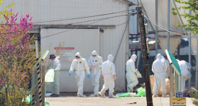 정읍 오리농장·천안 철새분변 고병원성 AI 확진