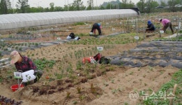 성남시민농원 실버텃밭 2500명에 무료 분양