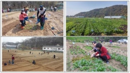 서울시, 근교 친환경농장 7070구획 선착순 분양