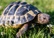 구지가 성희롱 논란 무슨 내용인지 봤더니… 주술성을 지닌 현전 최고(古)의 노동요